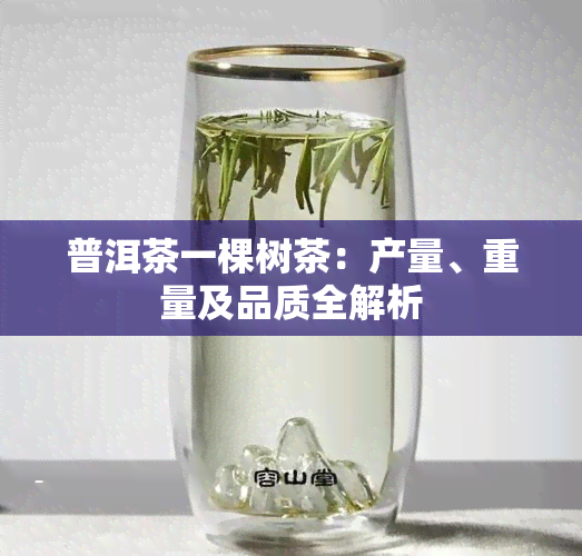 普洱茶一棵树茶：产量、重量及品质全解析