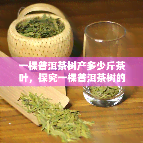 一棵普洱茶树产多少斤茶叶，探究一棵普洱茶树的产量：一株能产多少斤茶叶？