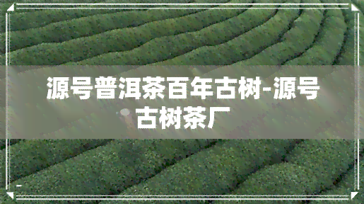 源号普洱茶百年古树-源号古树茶厂