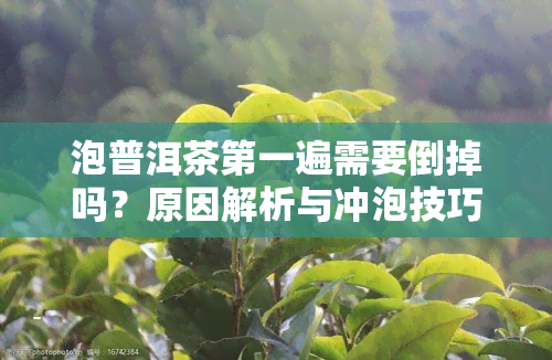 泡普洱茶之一遍需要倒掉吗？原因解析与冲泡技巧