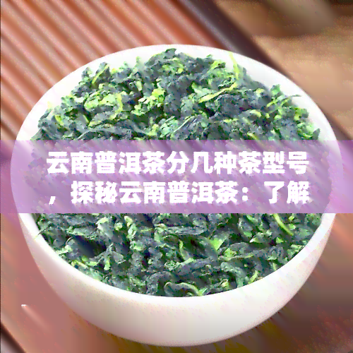 云南普洱茶分几种茶型号，探秘云南普洱茶：了解其不同型号和特点