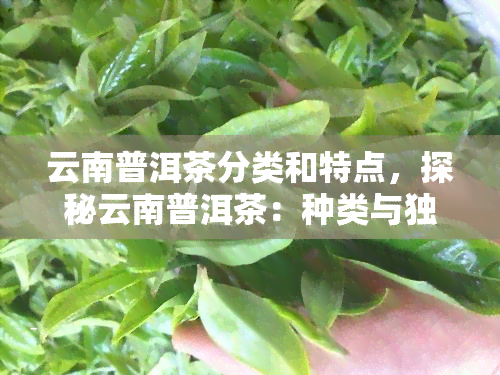 云南普洱茶分类和特点，探秘云南普洱茶：种类与独特特点解析