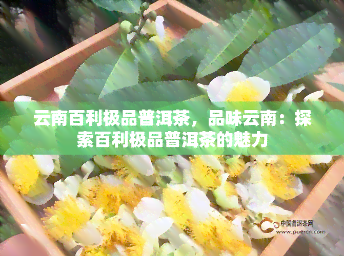 云南百利极品普洱茶，品味云南：探索百利极品普洱茶的魅力