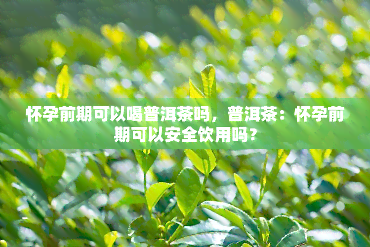 怀孕前期可以喝普洱茶吗，普洱茶：怀孕前期可以安全饮用吗？