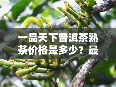 一品天下普洱茶熟茶价格是多少？最新报价及图片全览