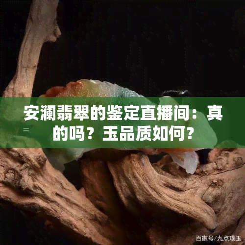 安澜翡翠的鉴定直播间：真的吗？玉品质如何？