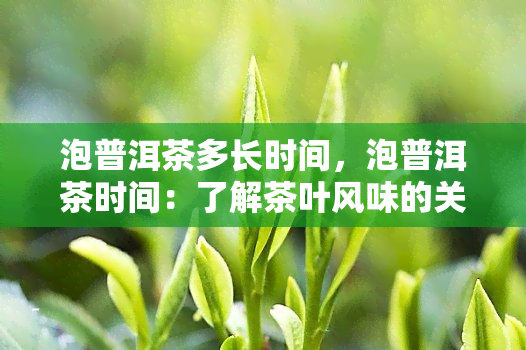 泡普洱茶多长时间，泡普洱茶时间：了解茶叶风味的关键