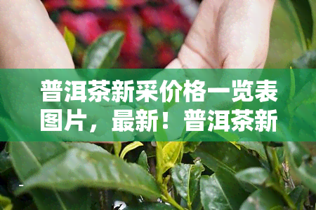 普洱茶新采价格一览表图片，最新！普洱茶新采价格一览表图片全览