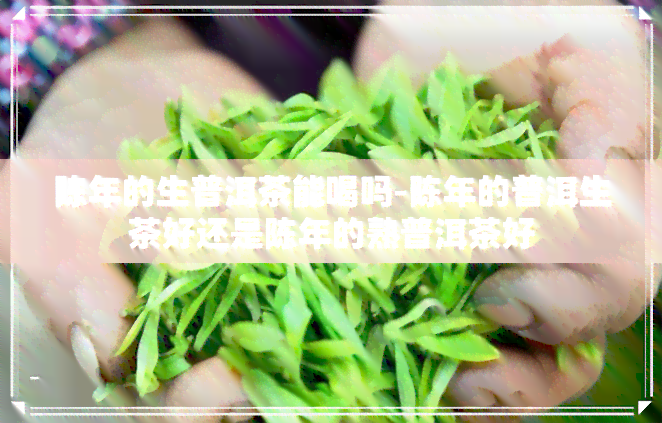 陈年的生普洱茶能喝吗-陈年的普洱生茶好还是陈年的熟普洱茶好