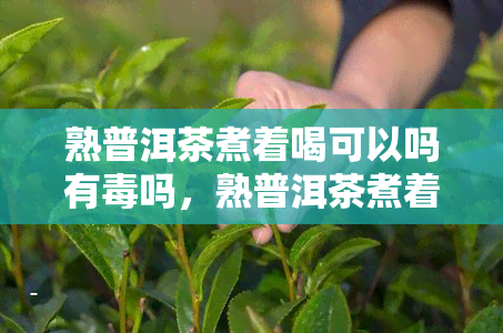 熟普洱茶煮着喝可以吗有吗，熟普洱茶煮着喝安全吗？了解其可能的副作用与风险