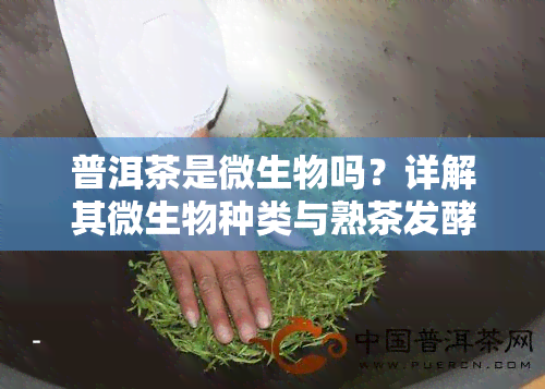 普洱茶是微生物吗？详解其微生物种类与熟茶发酵过程