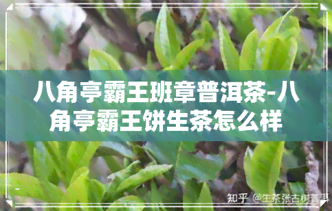 八角亭霸王班章普洱茶-八角亭霸王饼生茶怎么样