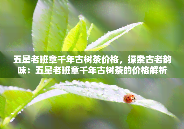 五星老班章千年古树茶价格，探索古老韵味：五星老班章千年古树茶的价格解析