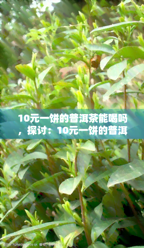 10元一饼的普洱茶能喝吗，探讨：10元一饼的普洱茶是否值得饮用？