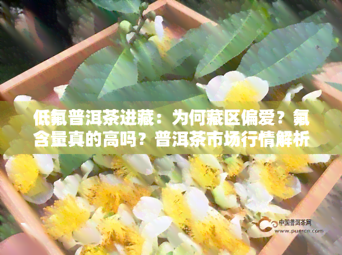 低氟普洱茶进藏：为何藏区偏爱？氟含量真的高吗？普洱茶市场行情解析