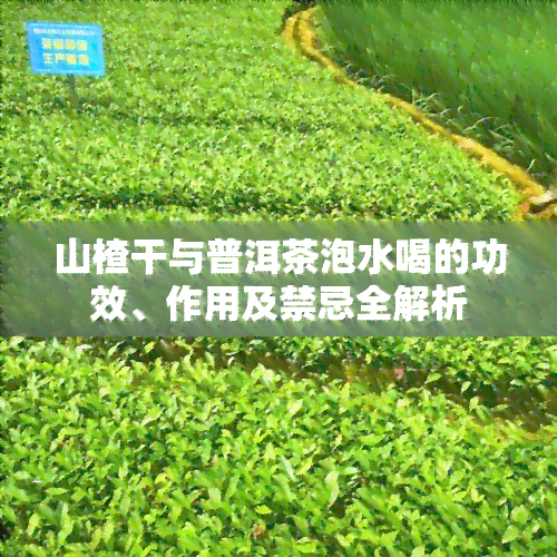 山楂干与普洱茶泡水喝的功效、作用及禁忌全解析