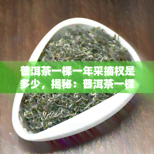 普洱茶一棵一年采摘权是多少，揭秘：普洱茶一棵一年采摘权的限制与规定