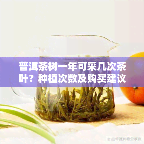 普洱茶树一年可采几次茶叶？种植次数及购买建议