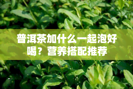 普洱茶加什么一起泡好喝？营养搭配推荐