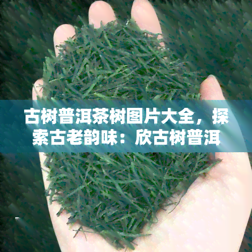 古树普洱茶树图片大全，探索古老韵味：欣古树普洱茶树的美丽图片大全