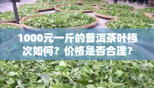 1000元一斤的普洱茶叶档次如何？价格是否合理？