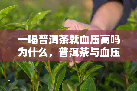 一喝普洱茶就血压高吗为什么，普洱茶与血压：为何有些人一喝就升高？