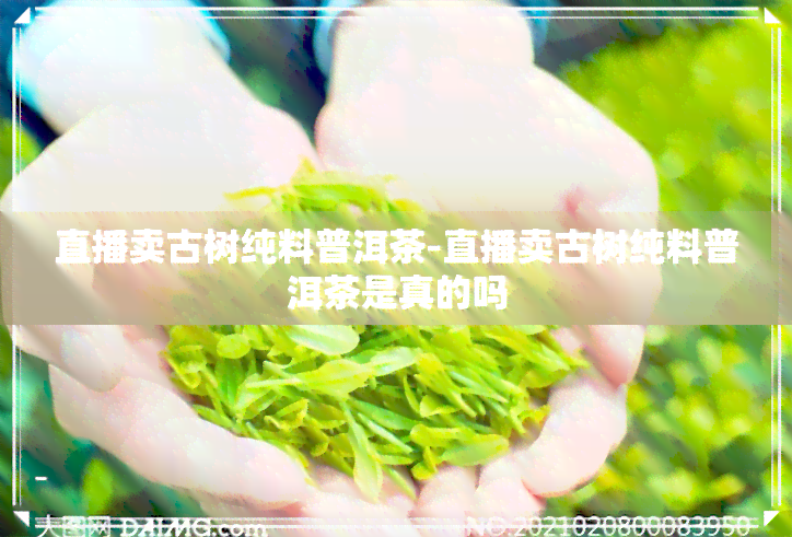 直播卖古树纯料普洱茶-直播卖古树纯料普洱茶是真的吗