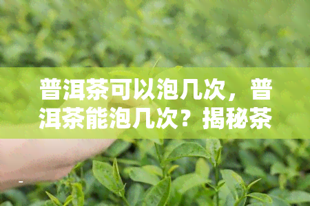 普洱茶可以泡几次，普洱茶能泡几次？揭秘茶叶冲泡次数的学问