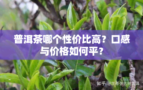 普洱茶哪个性价比高？口感与价格如何平？