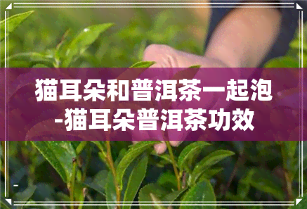 猫耳朵和普洱茶一起泡-猫耳朵普洱茶功效