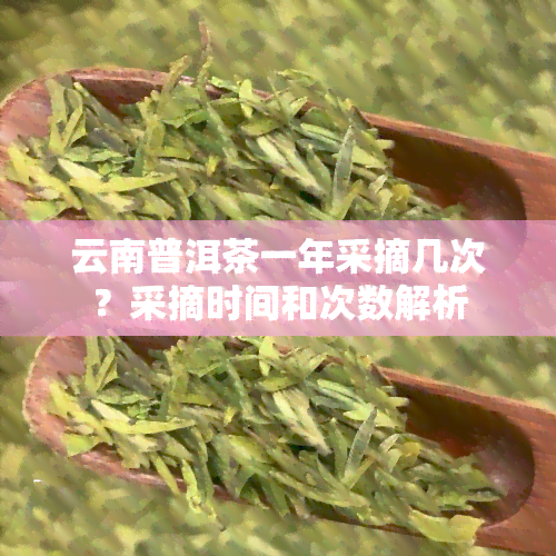 云南普洱茶一年采摘几次？采摘时间和次数解析