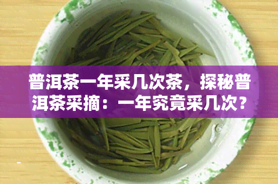 普洱茶一年采几次茶，探秘普洱茶采摘：一年究竟采几次？