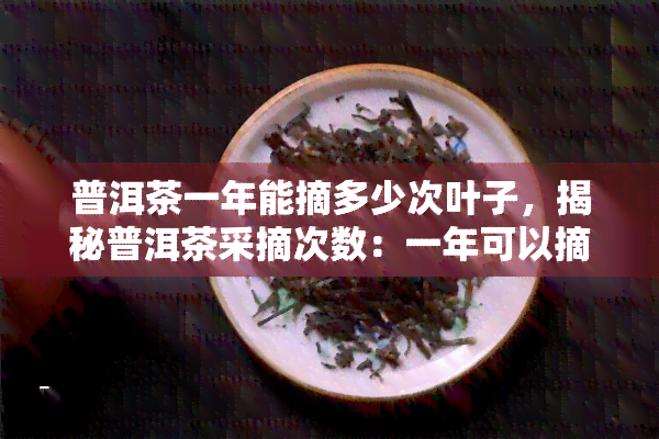 普洱茶一年能摘多少次叶子，揭秘普洱茶采摘次数：一年可以摘几次叶子？