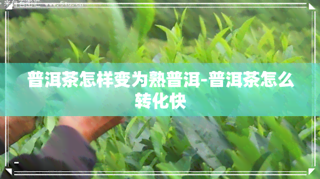 普洱茶怎样变为熟普洱-普洱茶怎么转化快