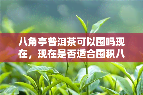 八角亭普洱茶可以囤吗现在，现在是否适合囤积八角亭普洱茶？