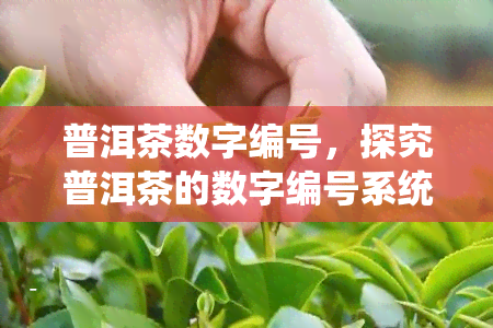 普洱茶数字编号，探究普洱茶的数字编号系统：揭秘茶叶品质与价值