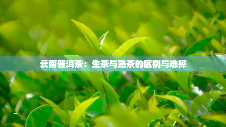 云南普洱茶：生茶与熟茶的区别与选择