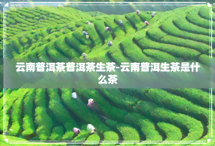 云南普洱茶普洱茶生茶-云南普洱生茶是什么茶