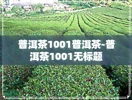 普洱茶1001普洱茶-普洱茶1001无标题