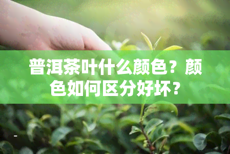 普洱茶叶什么颜色？颜色如何区分好坏？