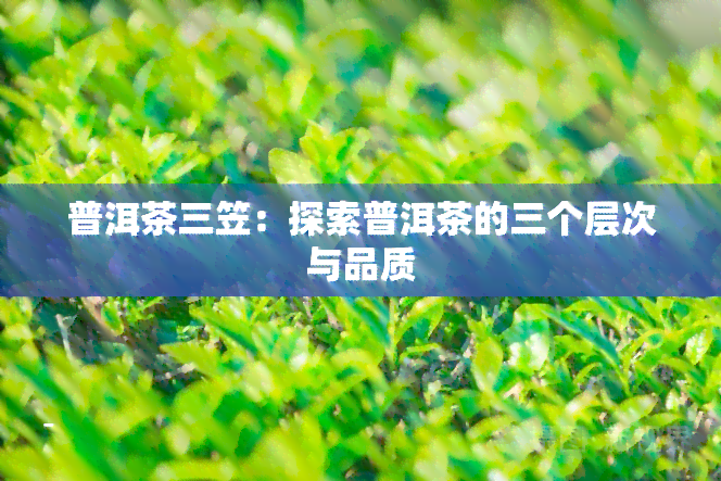 普洱茶三笠：探索普洱茶的三个层次与品质