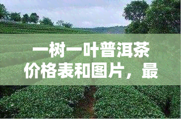 一树一叶普洱茶价格表和图片，最新！一树一叶普洱茶价格表及高清图片全览