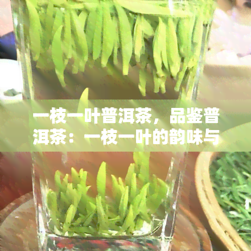 一枝一叶普洱茶，品鉴普洱茶：一枝一叶的韵味与故事