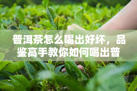 普洱茶怎么喝出好坏，品鉴高手教你如何喝出普洱茶的优劣