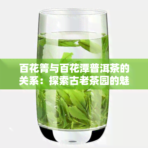 百花箐与百花潭普洱茶的关系：探索古老茶园的魅力与价值