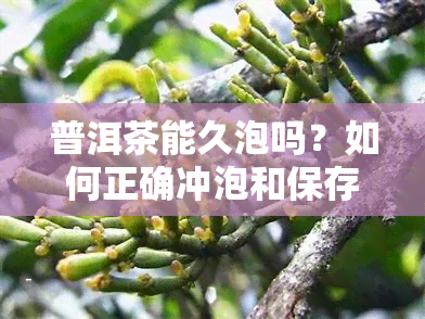 普洱茶能久泡吗？如何正确冲泡和保存？