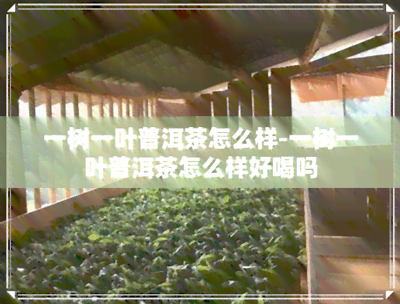 一树一叶普洱茶怎么样-一树一叶普洱茶怎么样好喝吗