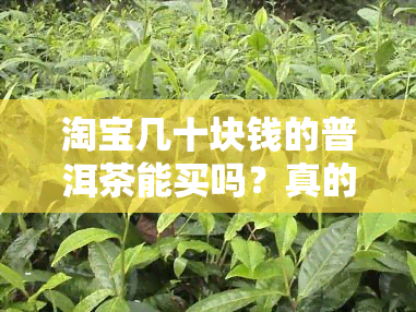 淘宝几十块钱的普洱茶能买吗？真的假的？安全吗？值得买吗？