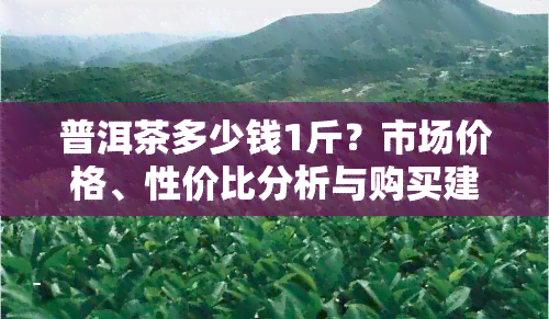 普洱茶多少钱1斤？市场价格、性价比分析与购买建议