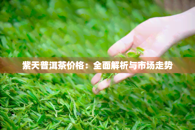 紫天普洱茶价格：全面解析与市场走势